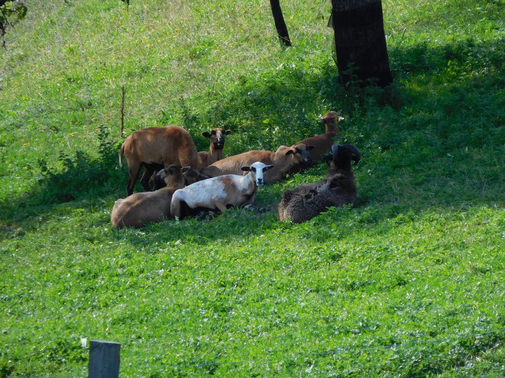 Urlaub Am Bauernhof Blamauer Koehr Goestling an der Ybbs Luaran gambar